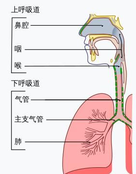 如何区分孩子患的是细菌性感冒图3