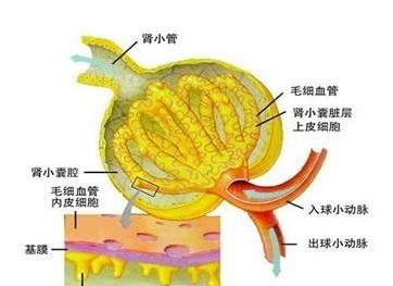 慢性肾炎吃什么补充蛋白(肾炎怎么补充蛋白)图2