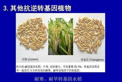 水稻种子有转基因(水稻种子可以转基因吗)图10