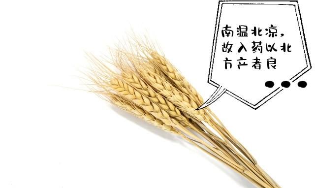农村常见中药之合欢皮与小麦