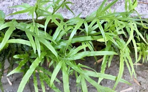 井栏边草有什么功效(井边草图片功效)图3
