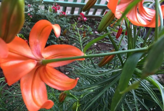 百合花有什么药用价值图1