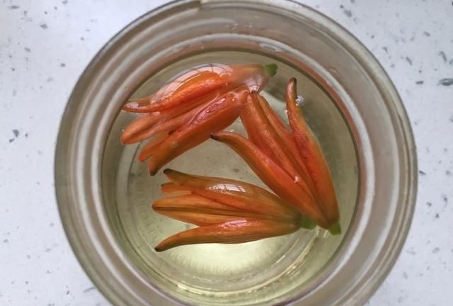 百合花有什么药用价值图2