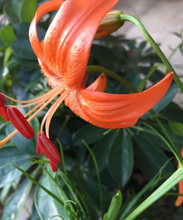 百合花有什么药用价值图4