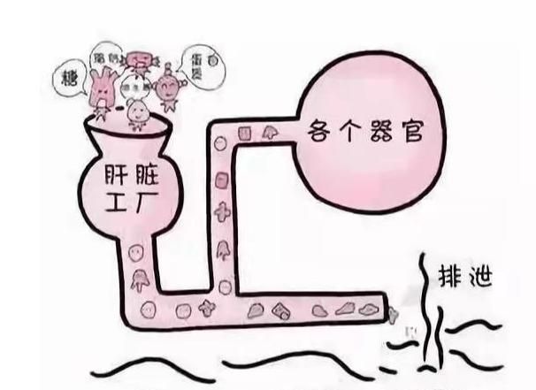 狗狗黄疸怎么治疗(狗狗黄疸是怎么引起的)图2