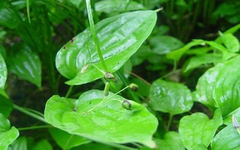 百部种植技术及种植前景分析,种植百部前景与收益