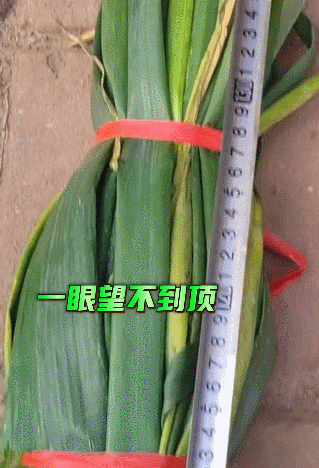 一起来仰视山东大葱吧！原来吃葱的好处这么多！