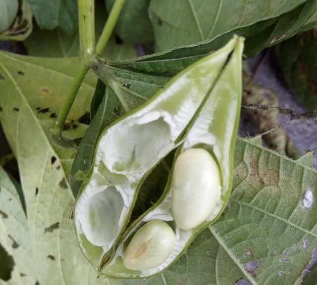 毛豆和黄豆是一种植物的豆？城里的孩子知道的不多，功效差别大