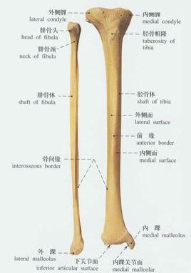 胫腓骨骨折内固定多久能恢复,胫腓骨骨折外固定需要多久恢复图2