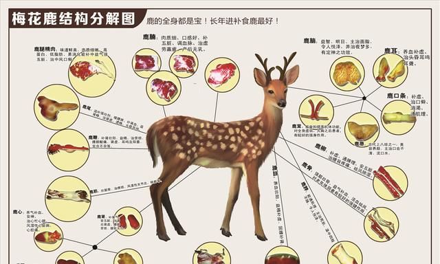 历代御医称之为圣药的鹿胶究竟好在哪儿？