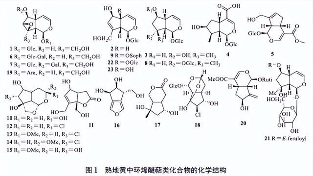 熟地黄药效物质基础研究进展