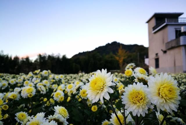 种白菊花怎么样,种白菊花的优缺点图3