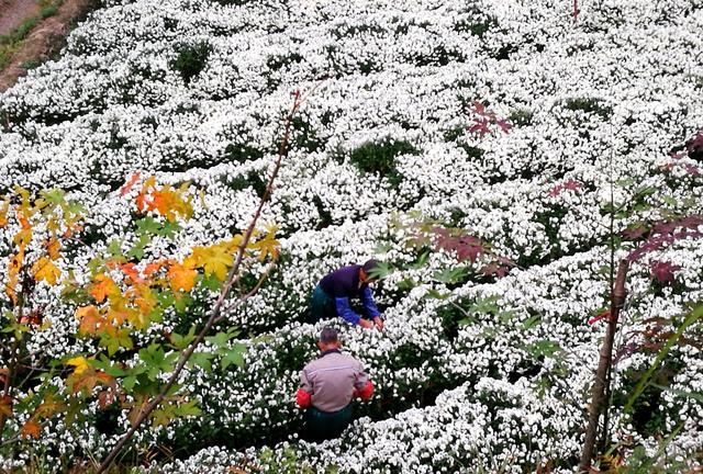 种白菊花怎么样,种白菊花的优缺点图4