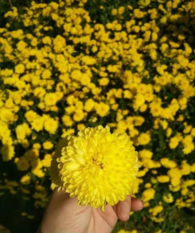 种白菊花怎么样,种白菊花的优缺点图5