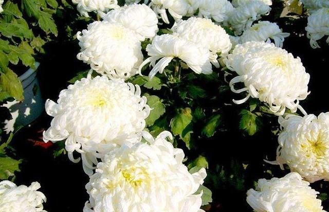 种白菊花怎么样,种白菊花的优缺点图6