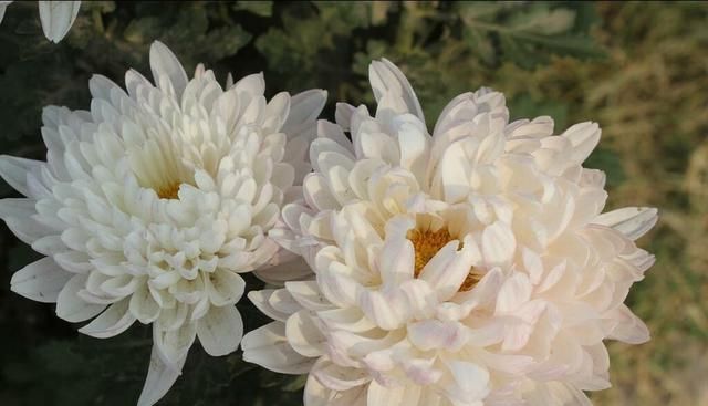种白菊花怎么样,种白菊花的优缺点图8