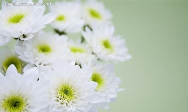 种白菊花怎么样,种白菊花的优缺点图9