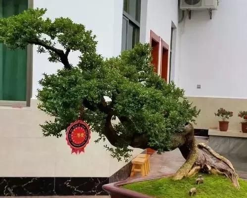 珍珠黄杨下山桩的驯化栽培经验浅谈
