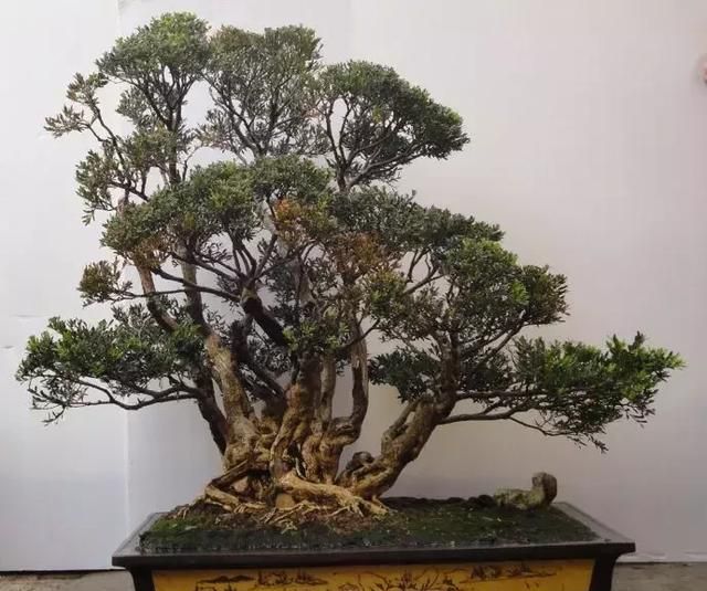 珍珠黄杨下山桩的驯化栽培经验浅谈