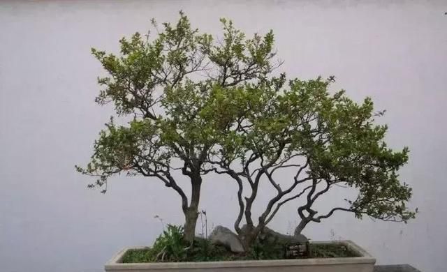 珍珠黄杨下山桩的驯化栽培经验浅谈