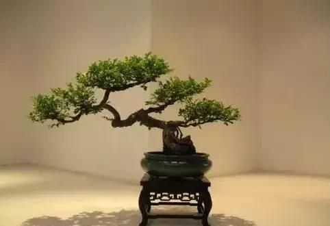 珍珠黄杨下山桩的驯化栽培经验浅谈