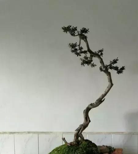 珍珠黄杨下山桩的驯化栽培经验浅谈