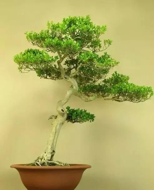 珍珠黄杨下山桩的驯化栽培经验浅谈