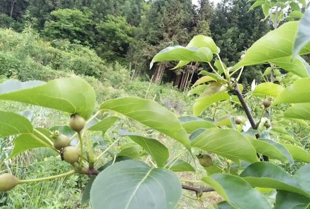 全能杀菌剂三氯异氰尿酸，如何做到精准杀菌：因为专注所以专业