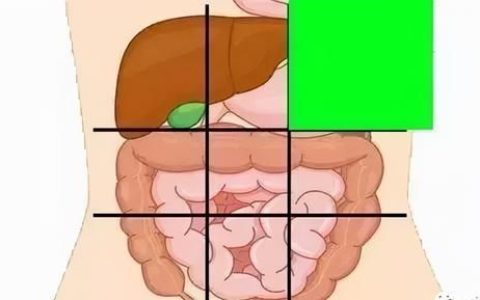 一张腹部地图让你终身受益,腹部经络动态图