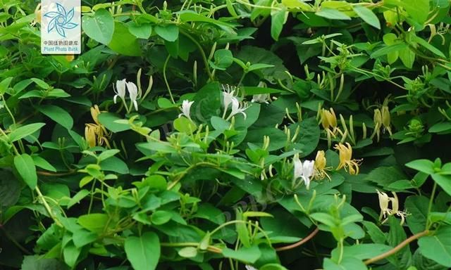 清热解毒“第一花”