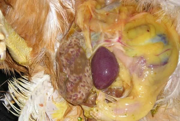 鸡肝发青，有黑斑或黄斑，这是什么鸡病？本文为养鸡户详解！