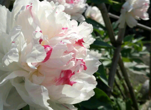 花中丞相“芍药”，花容绰约，一开惊艳全场