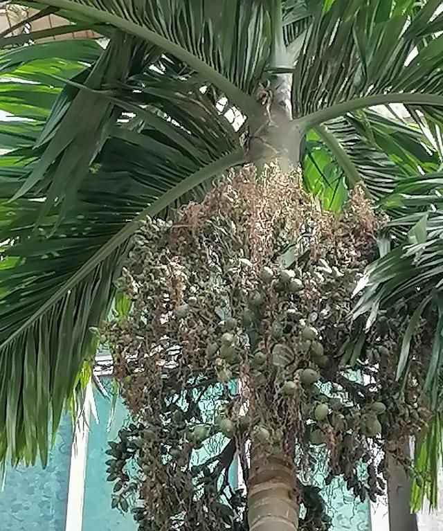 槟榔吃多了有多大的危害图2