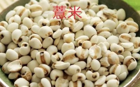 薏米山药海参粥有什么功效,薏米莲子粥怎么熬更好吃