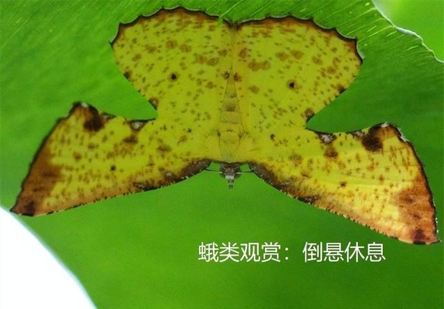 观赏昆虫野外识别图诀：哪些昆虫可以观赏（口诀）？