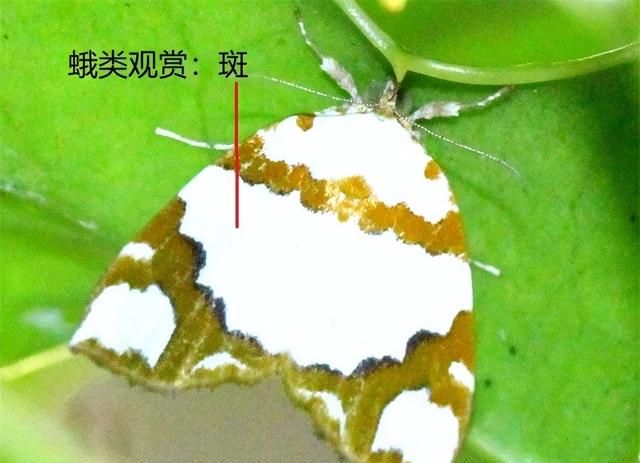 观赏昆虫野外识别图诀：哪些昆虫可以观赏（口诀）？