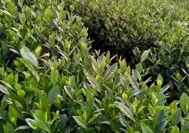 安吉白茶，为什么不是白茶？