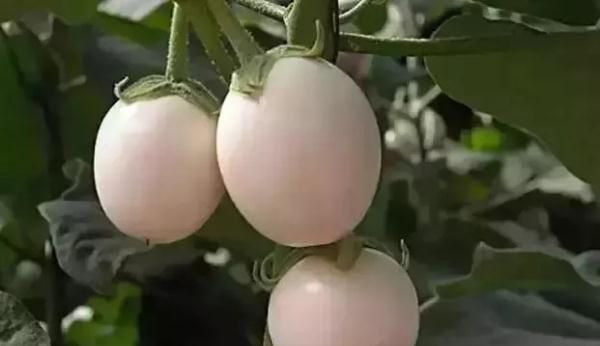 这些罕见的瓜果，尝过3种你就很厉害了！