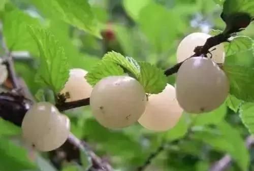这些罕见的瓜果，尝过3种你就很厉害了！