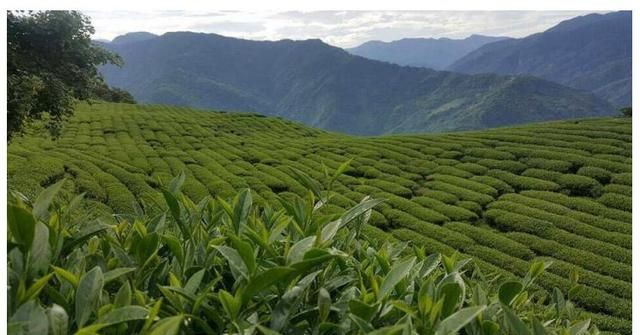 台湾梨山茶好喝吗图3