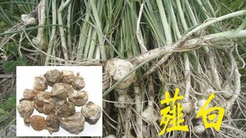 这种菜被中医称为专通寒滞的助阳佳品，是治疗胸闷心痛的常用药