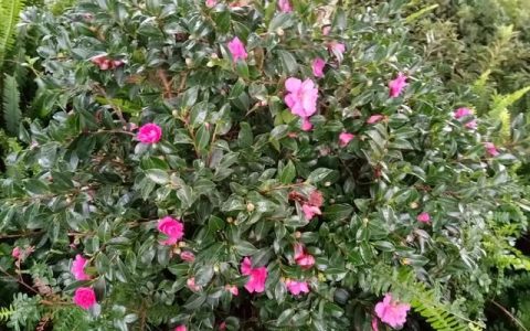 山茶花对人体有什么功效(山茶花对人体有什么作用)