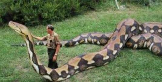 目前世界上最长的蛇有多长,世界上最长的蛇有多长动画图4