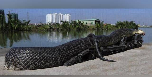 目前世界上最长的蛇有多长,世界上最长的蛇有多长动画图10