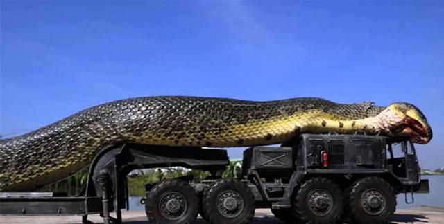 目前世界上最长的蛇有多长,世界上最长的蛇有多长动画图13