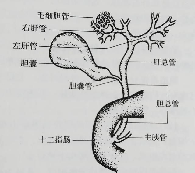 得了肝内胆管结石是一种什么感觉呢图2