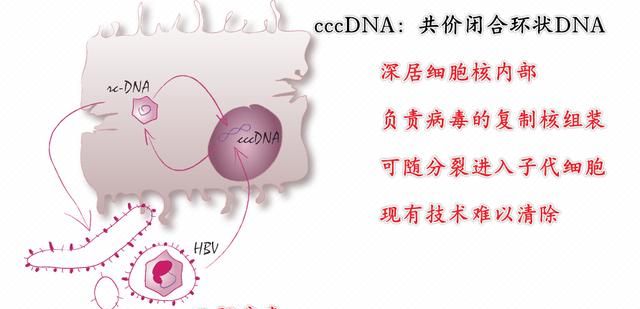 乙肝能永久痊愈吗图7