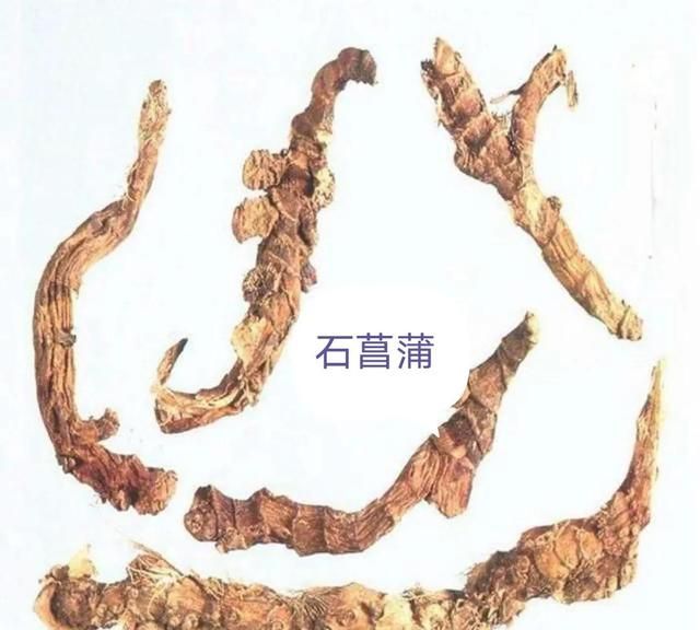中药古今研究：石菖蒲