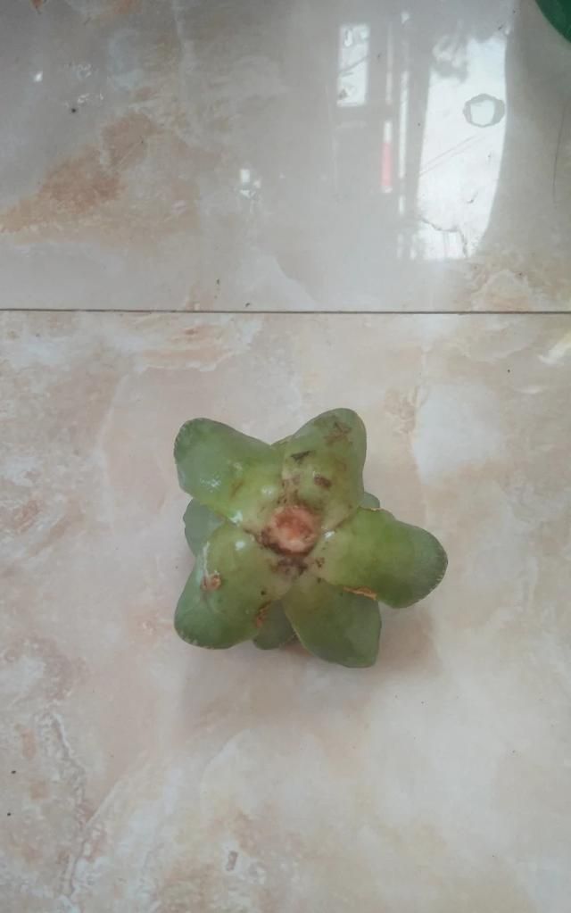 玉露没有根了可以水培出根吗图8