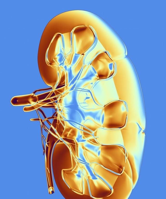 肾功能不好的人都有哪些表现(肾功能不好的六大表现)图6